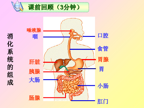 北师大七下8.2食物的消化和营养物质的吸收(第二课时)(共16张PPT)