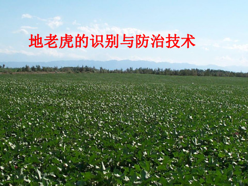 地老虎的识别与防治-精品文档