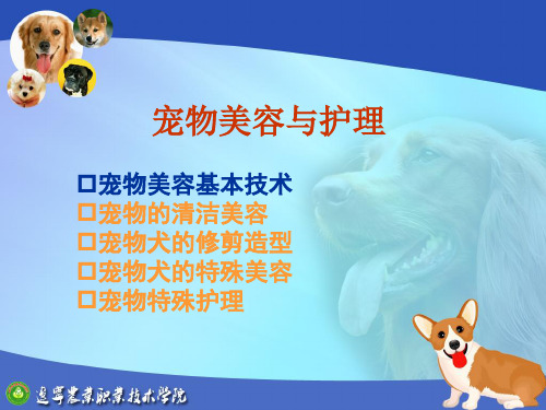 1宠物美容基本技术教学培训课件