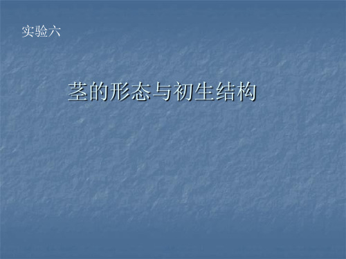 6茎的形态与初生结构
