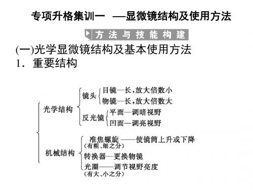 高一生物显微镜结构及使用方法
