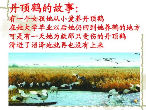 怀念红狐