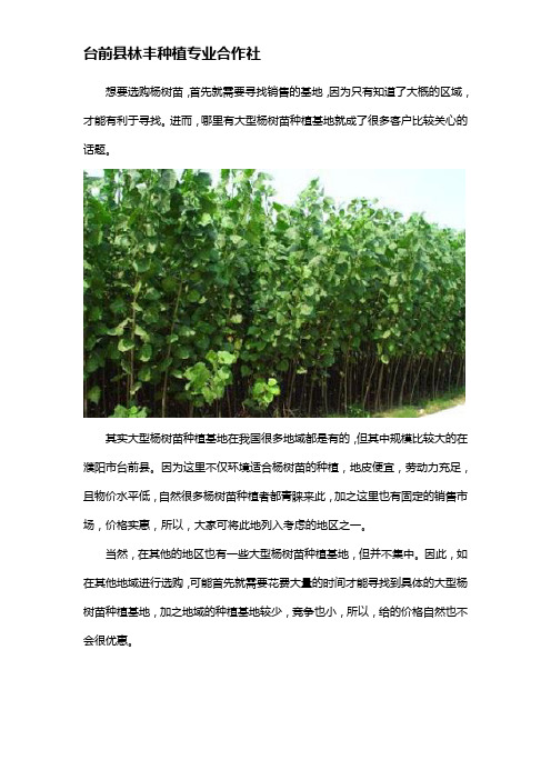 大型杨树苗种植基地哪里有