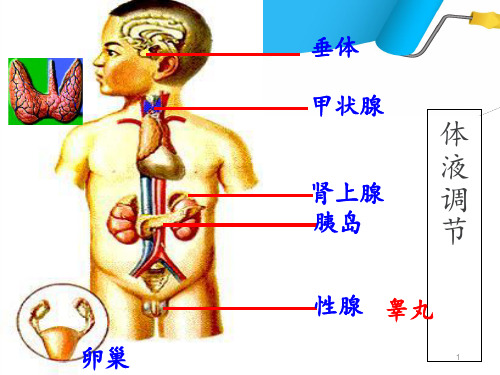 体液调节  ppt课件
