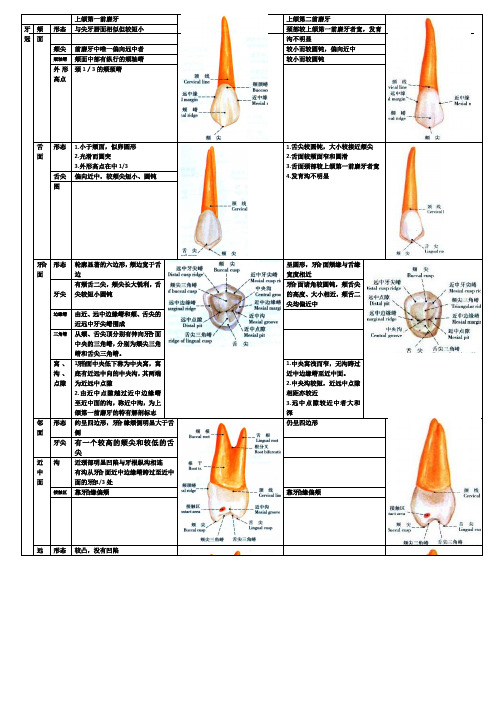 牙体形态总结：上颌第一前磨牙和第二前磨牙