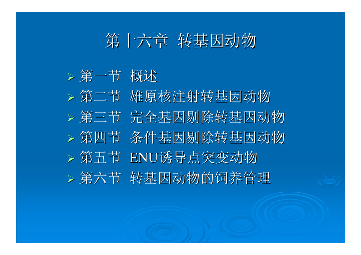 转基因动物