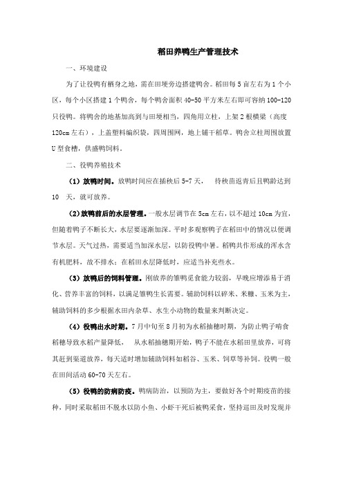 稻田养鸭生产管理技术