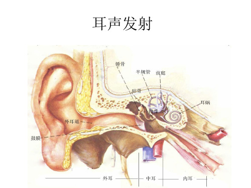 耳声发射讲稿