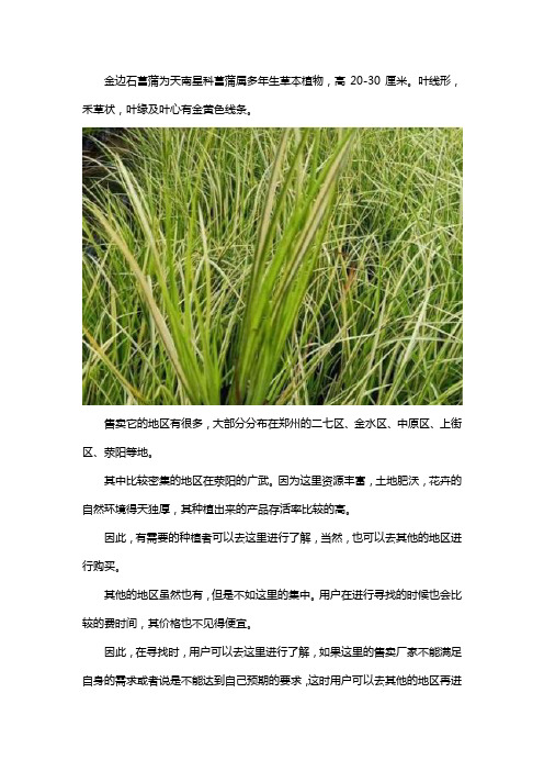 金边石菖蒲哪里有卖