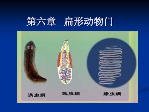第六章扁形动物门ppt课件