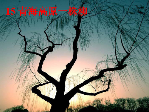 (苏教版)六年级语文上册 青海高原一株柳 3PPT课件