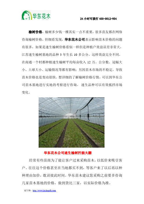 最新榆树价格