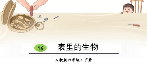表里的生物_ppt课件完美版