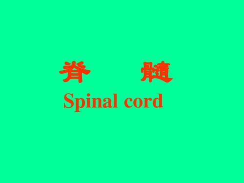 脊髓