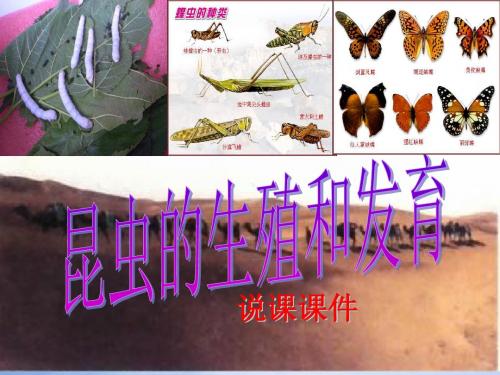 人教版八年级生物下册第一章第二节《昆虫的生殖和发育》说课课件 (共32张PPT)