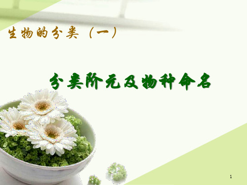 沪教版生物八年级第二册 4.4.2生物分类的阶元及命名 课件