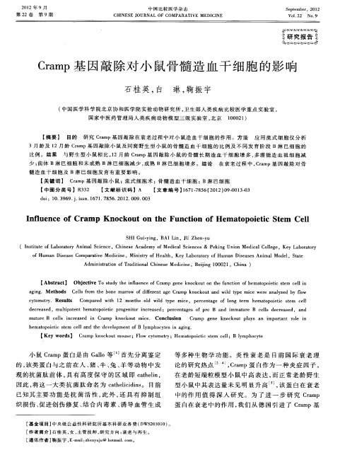 Cramp基因敲除对小鼠骨髓造血干细胞的影响