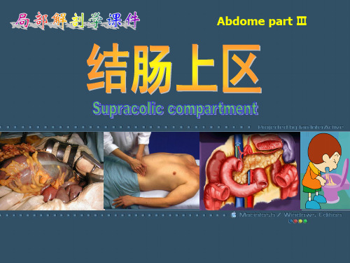 结肠上区局部解剖