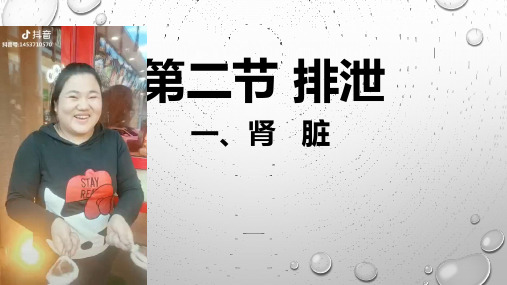 冀少版七年级生物下册3.2.1排泄--肾脏(直播课件)(13张PPT)
