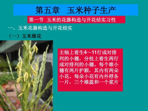第五章  玉米种子生产
