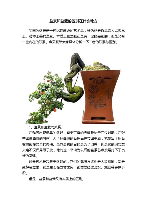 盆景和盆栽的区别在什么地方