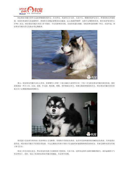 阿拉斯加雪橇犬该怎么美容？