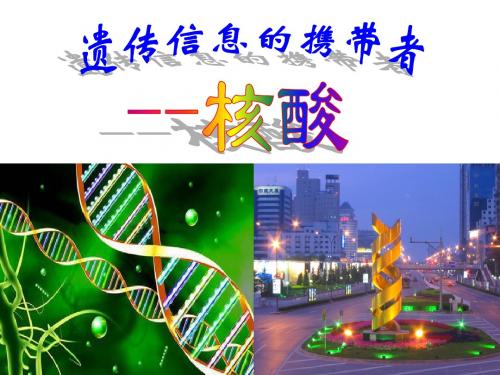 高一生物必修一 遗传信息的携带者——核酸PPT课件