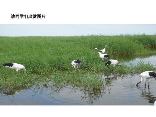 湿地的开发和保护(23张PPT)