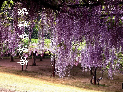 紫藤萝瀑布2精品PPT课件