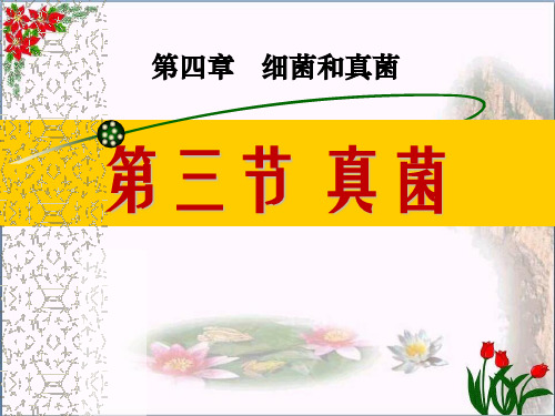 《真菌》细菌和真菌2精品 课件 