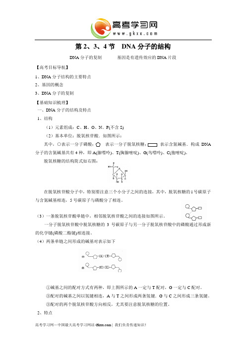 DNA结构、复制,基因