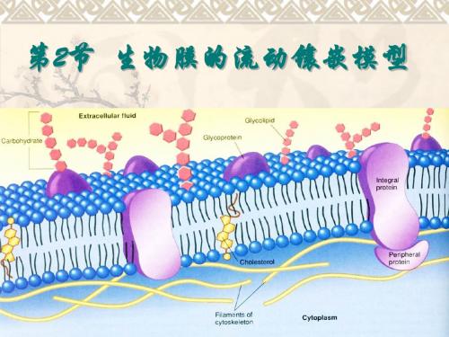 第4章第2节 生物膜的流动镶嵌模型