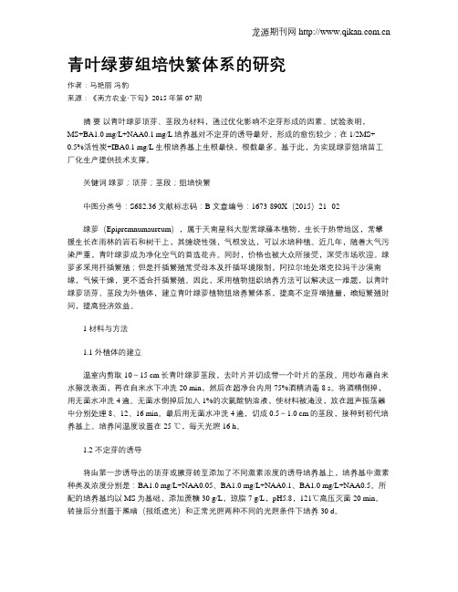 青叶绿萝组培快繁体系的研究