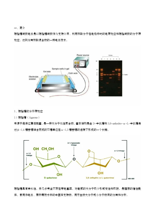 琼脂糖凝胶电泳详解