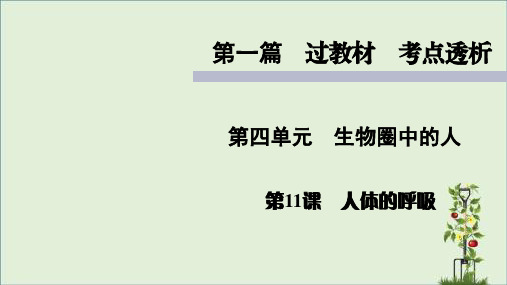 人教版七年级上册生物知识点精讲课件人体的呼吸