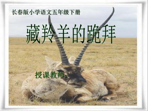 语文长春版第十册《藏羚羊跪拜》ppt课件