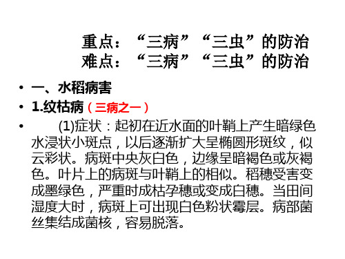 水稻三虫三病祥细概述