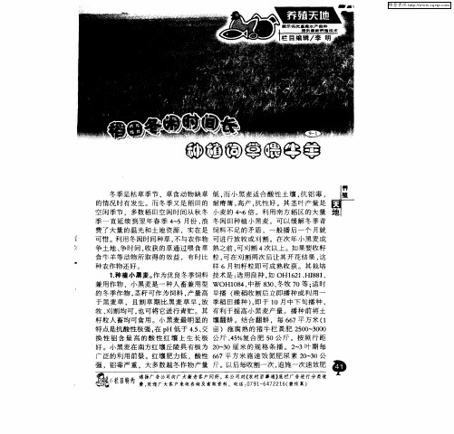 稻田冬闲时间长 种植饲草喂牛羊