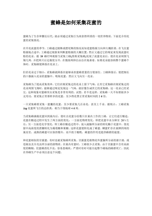 蜜蜂是如何采集花蜜的