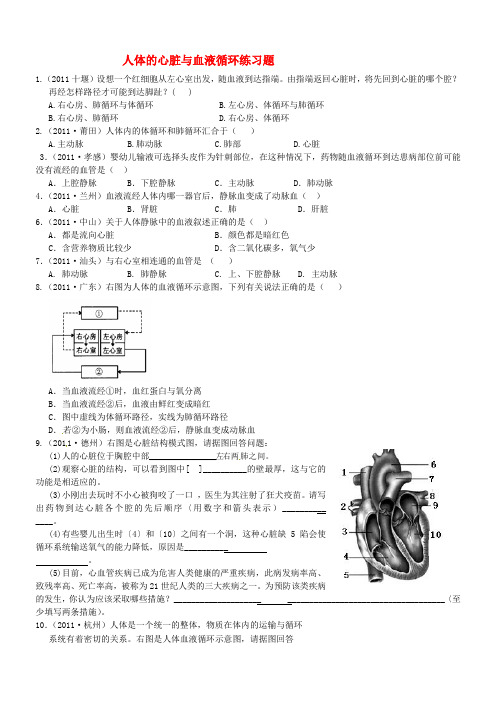 生物人教版七年级下册血液循环的途径综合题