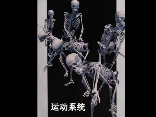 人体解剖生理学——运动系统