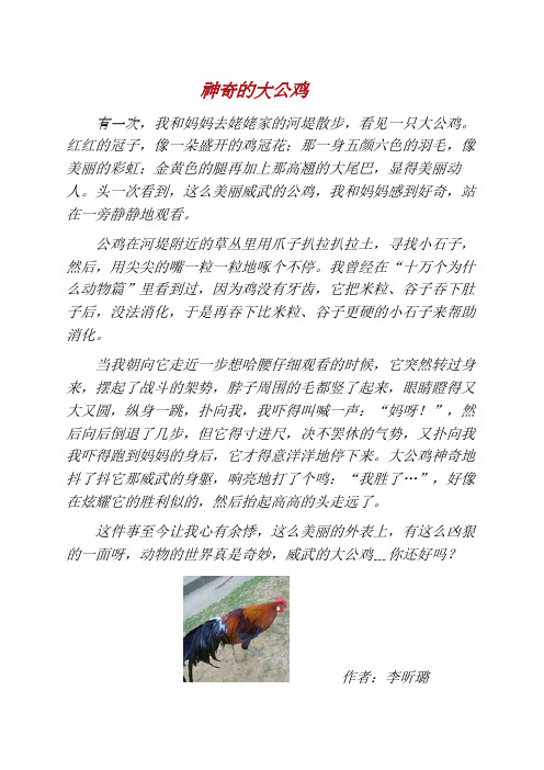 神奇的大公鸡