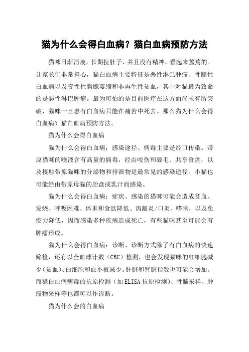 猫为什么会得白血病？猫白血病预防方法