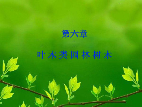 园林树木学课件——叶木类园林树木