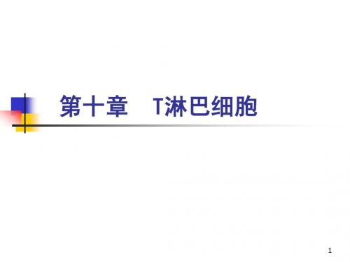 5 T淋巴细胞