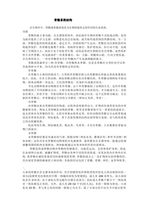 骨骼系统