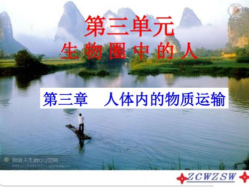 济南版七年级下册(新)第三单元第三章第三节 物质运输的途径课件(共31张PPT)