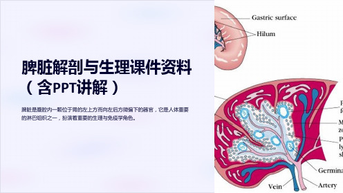 脾脏解剖与生理课件资料(含PPT讲解)