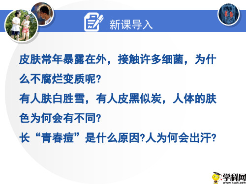 海南省华东师范大学第二附属中学乐东黄流中学北师大版七年级生物下册课件：113-皮肤与汗液分泌(共25张PPT)
