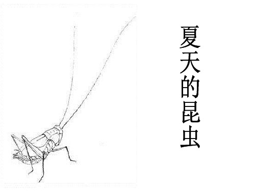 夏天的昆虫-(完美版)ppt